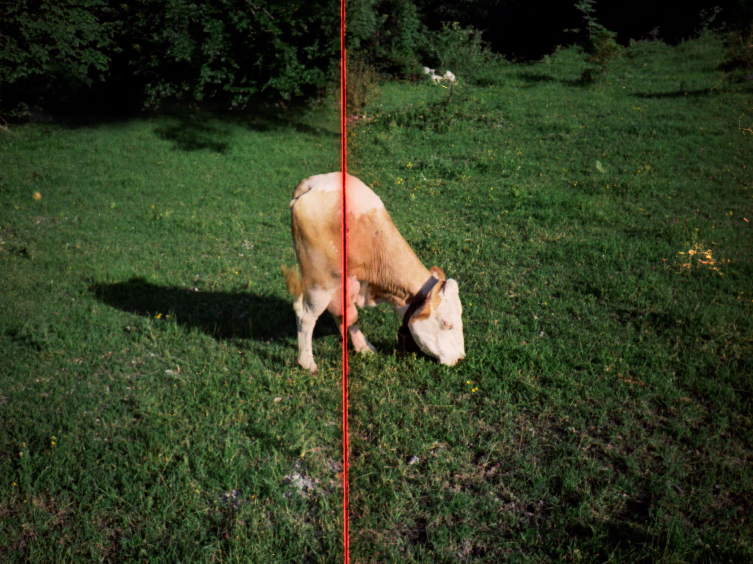  Dominik Hollaus Fotografie Grafikdesign