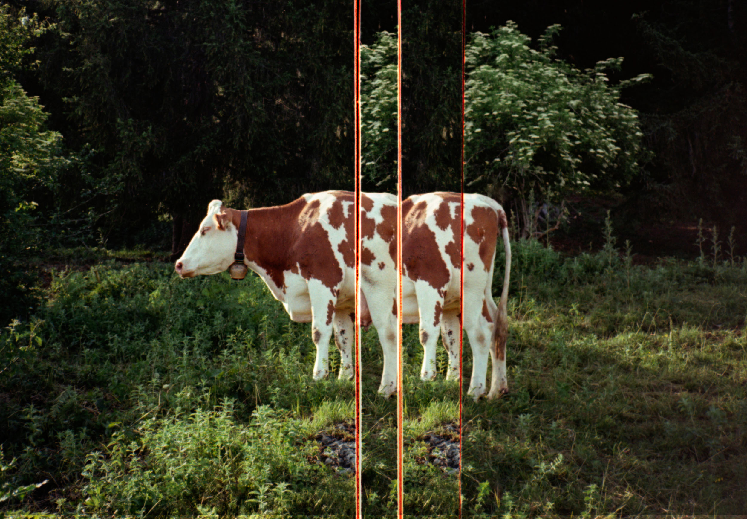  Dominik Hollaus Fotografie Grafikdesign